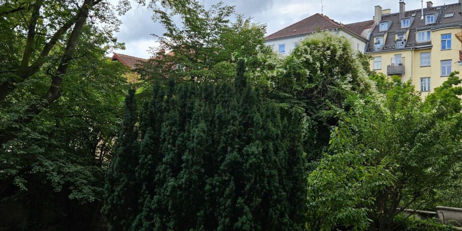 Aufnahme von einem Hinterhof in der Lindenschmitstraße, zu sehen sind einige Bäume